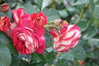 Die Sehenswerte rose photo