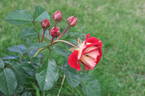 Die Sehenswerte rose photo