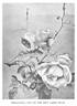 Corallina rose photo