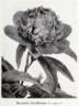 Maréchal MacMahon peony photo