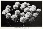 Avalanche peony photo