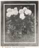 Avalanche peony photo