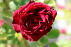 Birthday Present rose photo