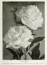 Couronne d'Or peony photo