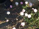 Rita Sammons rose photo