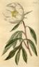 P. albiflora var. uniflora peony photo