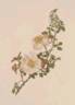 R. polliniana rose photo