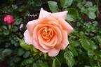 Daylight rose photo