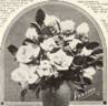 Panama rose photo
