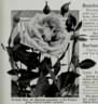 Burbank rose photo