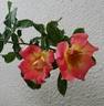 Soaring Spirits ™ rose photo