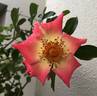 Soaring Spirits ™ rose photo