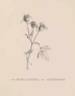 Rosa canina 'Andersonii' rose photo