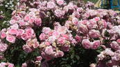 In the Pink rose photo