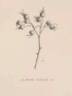 <i>Rosa mollis</i> Sm. rose photo