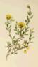 <i>Rosa persica</i> Michx. ex Juss. rose photo