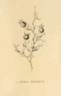 <i>Rosa persica</i> Michx. ex Juss. rose photo
