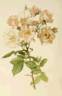 <i>Rosa</i> X <i>ruga</i> Lindl. rose photo