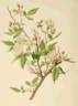 <i>Rosa anemoneflora</i> Fortune rose photo
