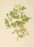 <i>Rosa beggeriana</i> Schrenk ex Fisch. rose photo