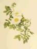 Rosa virginiana alba rose photo