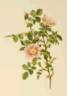 <i>Rosa nutkana</i> C.Presl rose photo