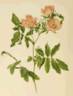 <i>Rosa blanda</i> Aiton rose photo