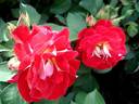 Aline Mayrisch Rose rose photo