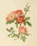 Rosa canina 'Andersonii' rose photo