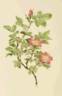 <i>Rosa mollis</i> Sm. rose photo
