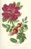 Souvenir de Pierre Leperdrieux rose photo
