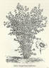<i>Rosa beggeriana</i> Schrenk ex Fisch. rose photo