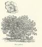 <i>Rosa gallica</i> L. rose photo