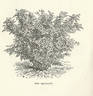 R. macrophylla rose photo