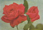 Sensation rose photo