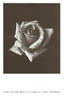 Elsie Beckwith rose photo