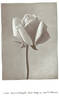 Souvenir de H. A. Verschuren rose photo