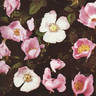 <i>Rosa blanda</i> var. <i>hispida</i> Farw. rose photo