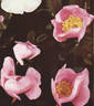 <i>Rosa blanda</i> var. <i>hispida</i> Farw. rose photo