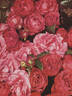 Ellen Poulsen rose photo