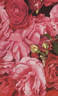 Ellen Poulsen rose photo