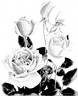 Dinah Shore rose photo