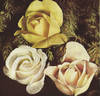 Clarice Goodacre rose photo