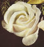 Clarice Goodacre rose photo