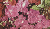 Koster's Orléans rose photo