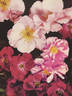 Kirsten Poulsen rose photo