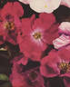 Kirsten Poulsen rose photo