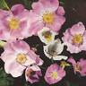 <i>Rosa andersonii</i> rose photo
