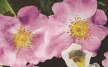 <i>Rosa andersonii</i> rose photo