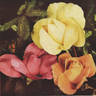 Phyllis Gold rose photo